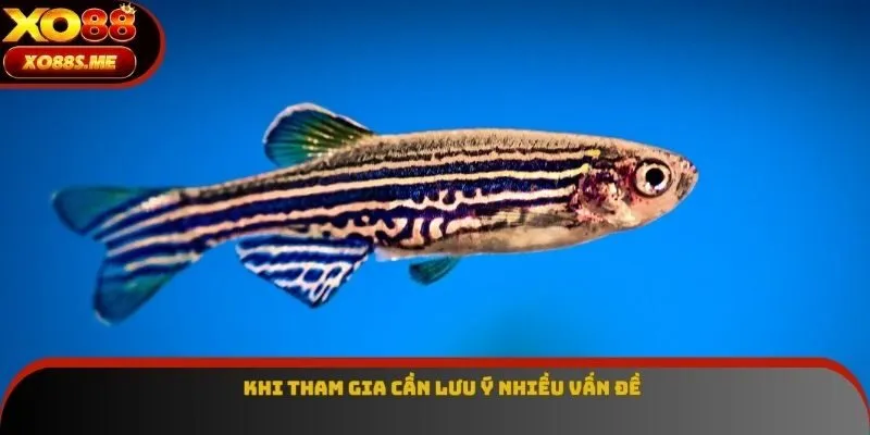 Khi tham gia cần lưu ý nhiều vấn đề