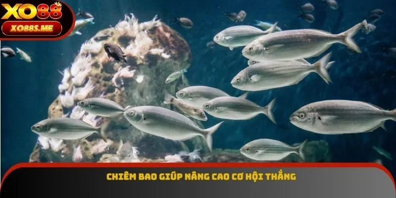 Chiêm bao giúp nâng cao cơ hội thắng