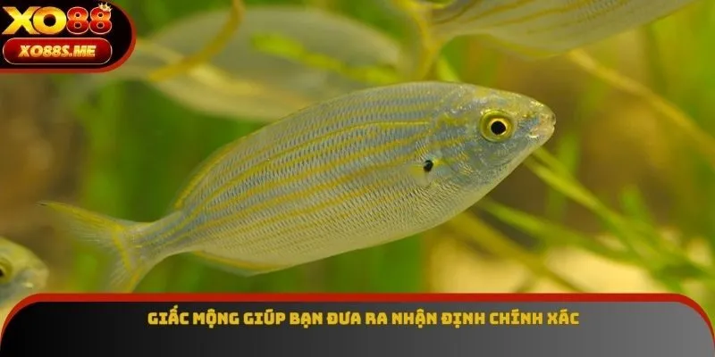Giấc mộng giúp bạn đưa ra nhận định chính xác
