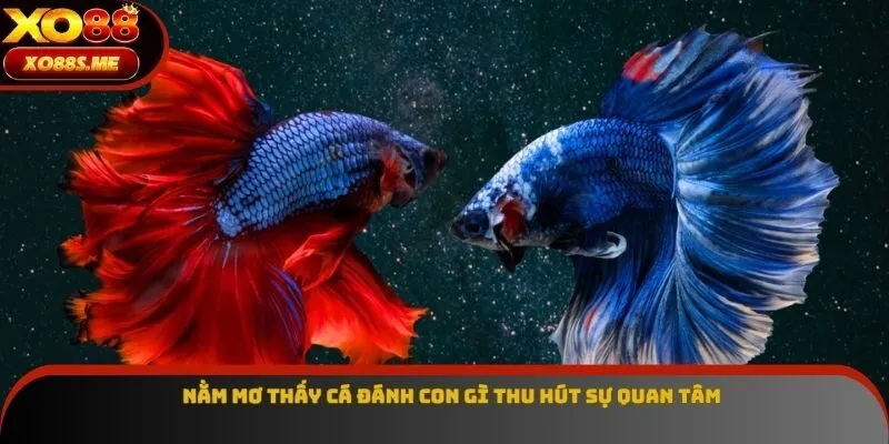 Nằm mơ thấy cá đánh con gì thu hút sự quan tâm